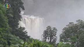 Hawaii Akaka Falls After A Huge Rain Event January 26th, 2021