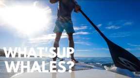 Whale Watching on Maui, Hawaii on a Stand-Up Paddleboard (SUP) | plus whale songs and a sea turtle