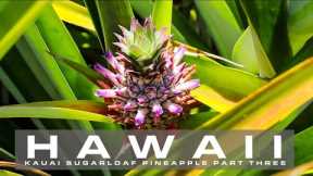 Learn about the Kauai Sugarloaf Pineapple PART THREE | KAUAI HAWAII