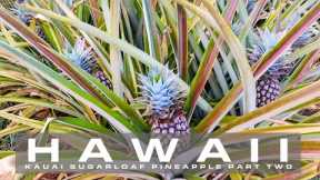 Learn about the Kauai Sugarloaf Pineapple PART TWO | KAUAI HAWAII