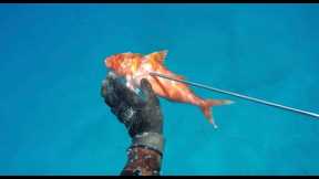 Hawaii Spearfishing 2020 - Oahu Shore Dives