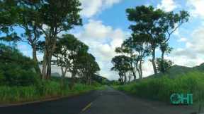 Relaxing Scenic Drive | Tunnel of Trees Maluhia Road | KOLOA KAUAI HAWAII
