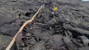 Moringa, Drumstick Tree, Horseradish Tree Update On The Lava Lot