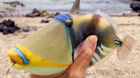 Catching Hawaii's State Fish - Saltwater Fishing