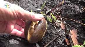 Planting Malabar Chestnut On My Lava Lot