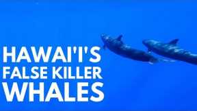 Whale Watching in Hawaii When Dolphins Steal the Show | 3 types of dolphins on a Maui whale watch