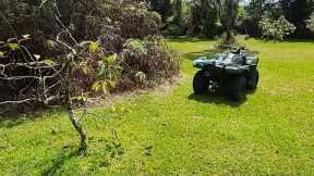 Live Pulling Avocado Tree Out With ATV