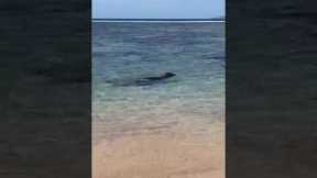 Hawaiian Monk Seal Swim By #Shorts