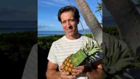 How to Know When a Pineapple is Ripe | Hawaii Grown Pineapples #Shorts
