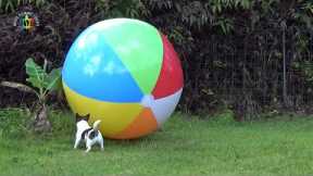 My Dogs Playing With And Destroying A Giant Beach Ball In Hawaii