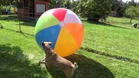 My Dogs Play With Giant Tennis Ball And Giant Beach Ball