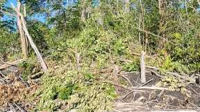 Live Hawaii Tree Clearing Using Ryobi Cordless Chainsaw