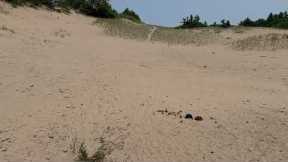 Climbing sand dunes Lake Michigan Wilderness State Park July 19, 2021