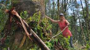 Live  Cutting Down Huge Albezia Trees In Hawaii